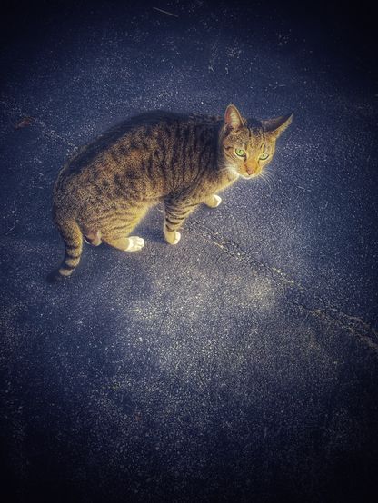 A cat looking up and staring at me 