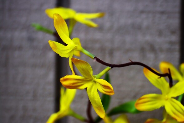 Winter Jasmine 
NOTE: These are Artificial Flowers