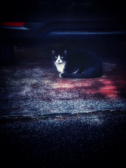 Tuxedo cat under the car