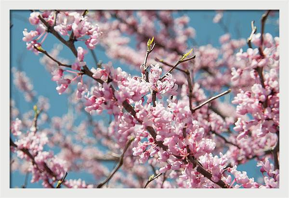 A photo of a beautiful redbud tree in full bloom in spring as seen in Kansas City, Mo available for purchase in several gift options 
