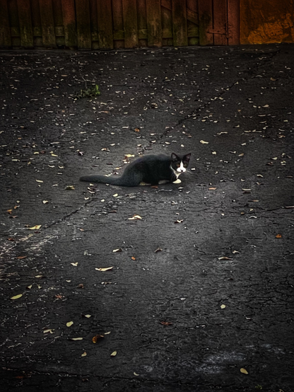 A tuxedo cat sitting on the street 