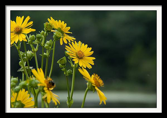 Original close up photo of yellow Indian Cup flowers blooming 