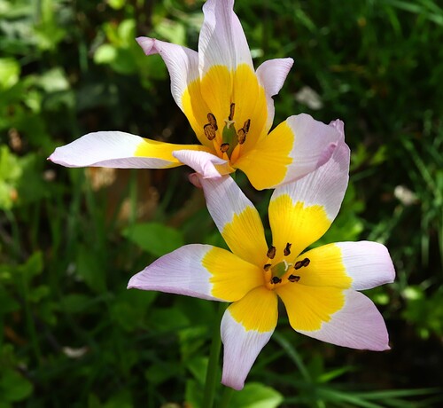 Harlequin Flowers