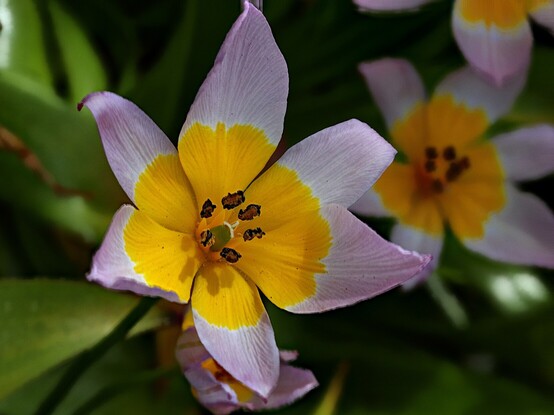 Harlequin Flowers