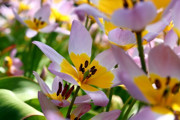 Harlequin Flowers