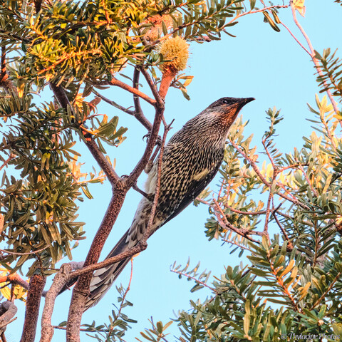 A Little Wattlebird clings to a thin vertical tree branch and looks over it's shoulder to the right of frame, showing the red brown throat and striped chest and undersides.