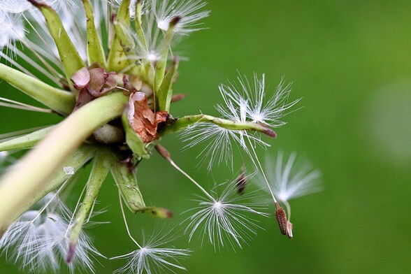 From Below Dandelion Closeup