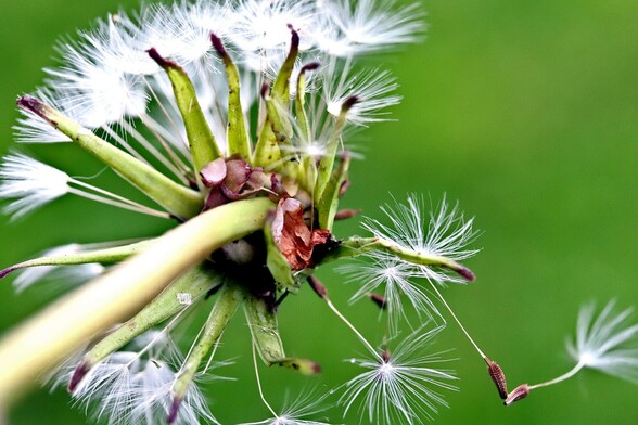 From Below Dandelion Closeup
