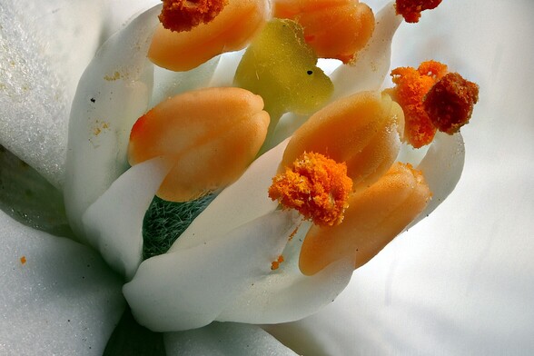 4X Stacked Macro Mexican Orange Blossom.
Stacked from 176 images using Zerene Stacker in Linux