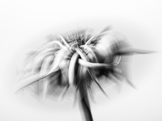 Blackandwhite capture of a withered flower, blurred through intentional camera movement