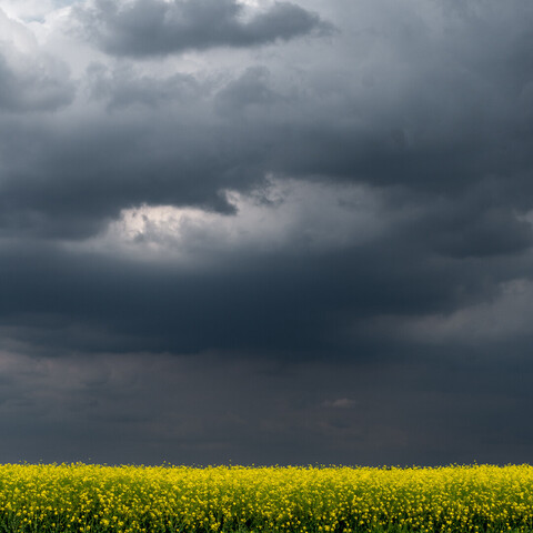 Unterer Bildrand ein Streifen leuchtend gelber Raps.
Darüber sehr viel dramatischer, dunkler Himmel.