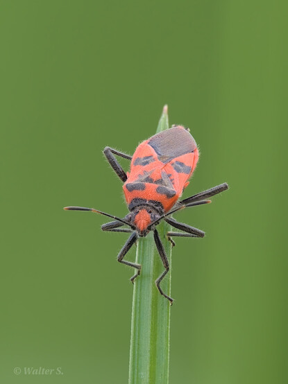 A black and red bug on a blade of grass looking at the camera