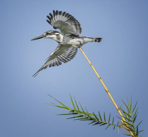 Pied kingfisher taking off from the tip of a reed, photographed in Botswana Africa