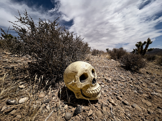 Skull under a bush in the desert