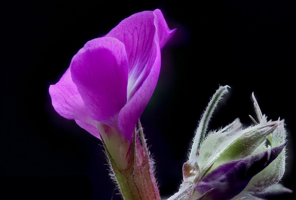 Common Peavine
Stacked from 30 images