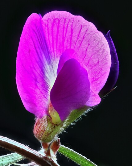 Common Peavine
Stacked from 20 images