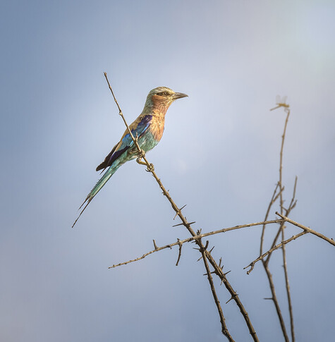 Lilac breasted Roller perched on a brand, photographed in Botswana Africa
