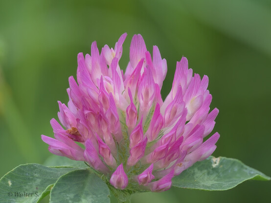 A close-up side view of a red clover flower in full bloom