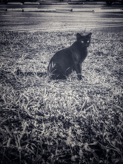 Black cat sitting on the grass 