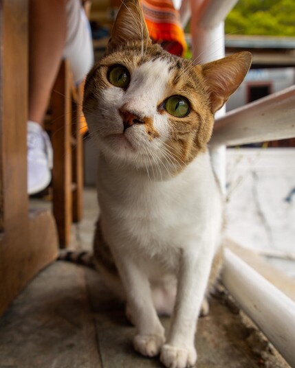 Cretan Cat #cat #cats #crete #greece #griechenland #kreta #reisen #travel