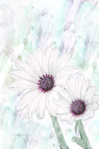 Digitally painted photo of white cape daises in full bloom