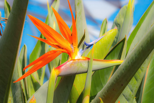 Close up photo image of a Bird of Paradise - strelitzia tropical orange flower