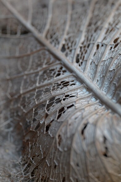 Textures on desiccated ferns