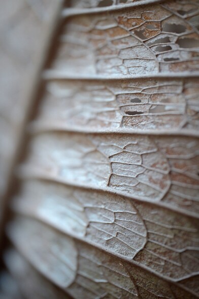 Detailed texture on desiccated fern