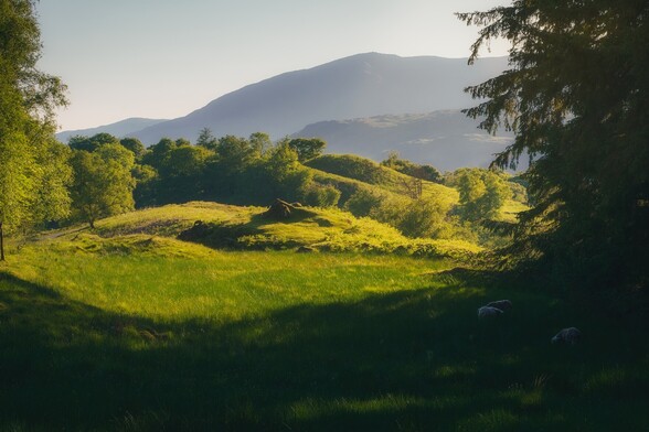 Sheep graze in the shade of a tree as golden evening light spills across the rolling land and the distant mountains beyond.