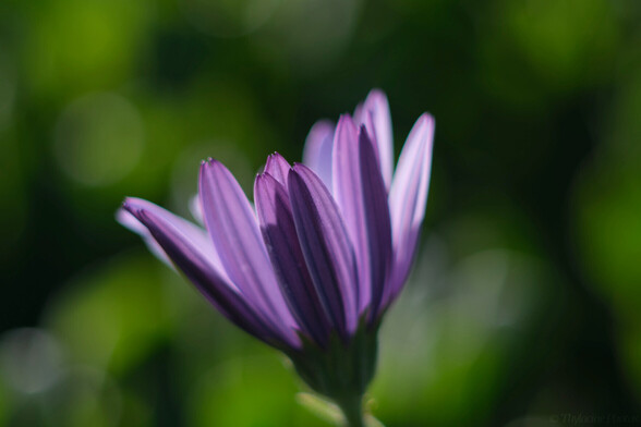 A macro of a flower with white upper petals and pink and blue striped undersides, with sunlight shining through the tops of the closest petals.  Background is a green blur of bokeh balls in green shades.