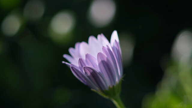 A macro of a flower with white upper petals and pink and blue striped undersides. Sunlight from above shines through the tops of the closest petals.  Background is a green blur of bokeh balls in pale and dark green shades.