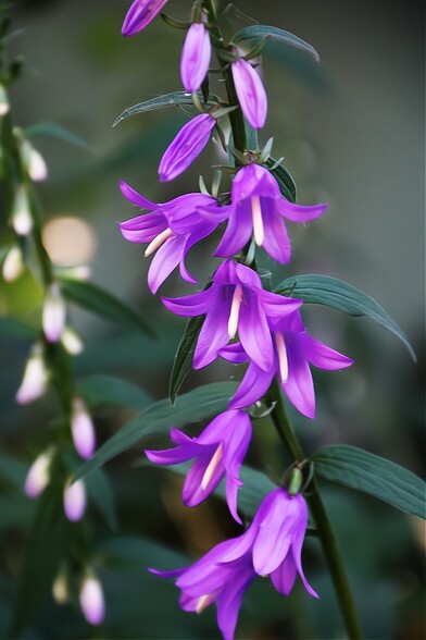 Creeping Bellflower
