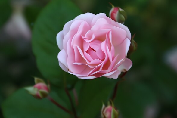 Pink Rose