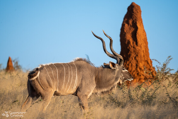 Kudu bull walking left to right in front of a termite mound in evening light