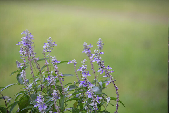 Blooming lavender flowers with grassy green background 