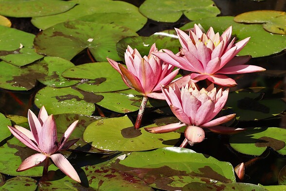 American White Water Lily
