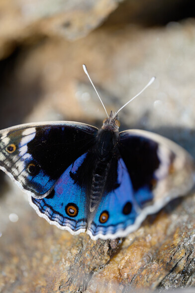 Junonia orithya
(Blue Pansy)
