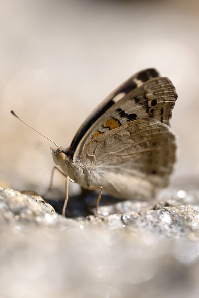 Junonia orithya
(Blue Pansy)
