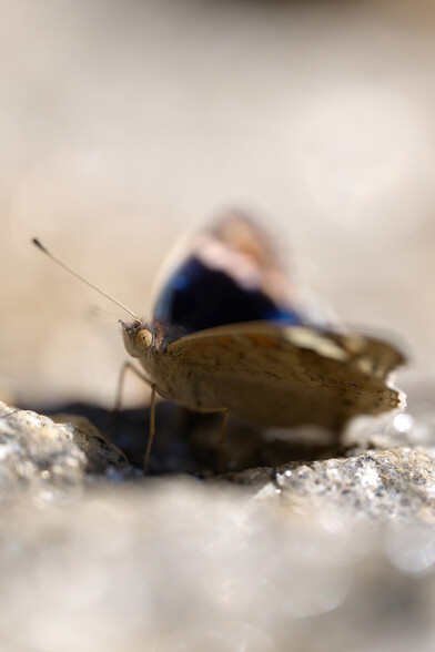 Junonia orithya
(Blue Pansy)
