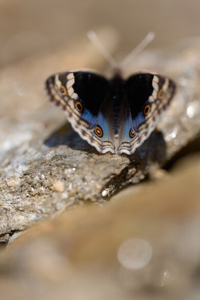 Junonia orithya
(Blue Pansy)

