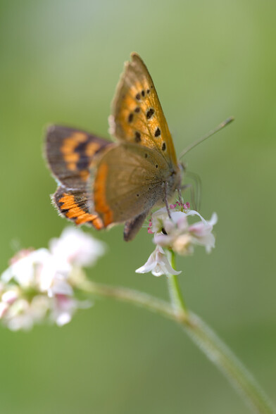 "Common Copper" (lycaena phlaeas)