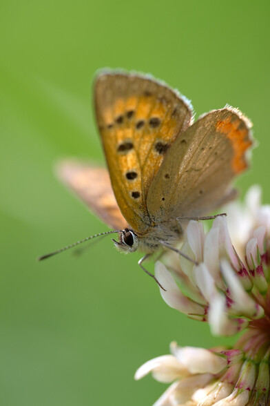 "Common Copper" (lycaena phlaeas)