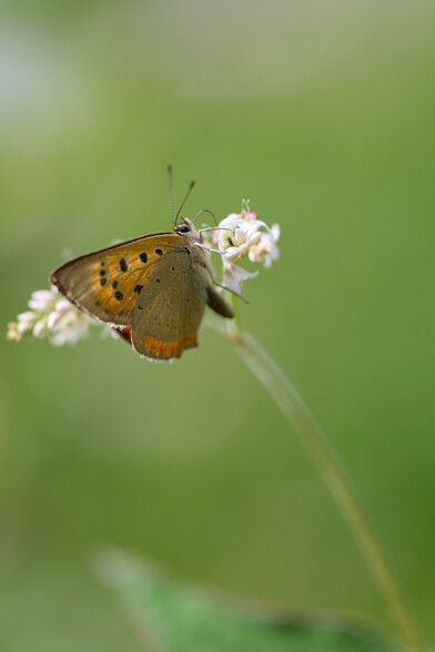 "Common Copper" (lycaena phlaeas)