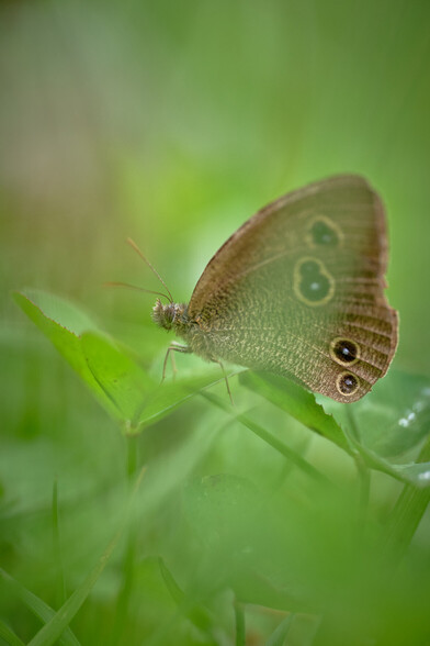 105mm at f/2.8 does all the magic