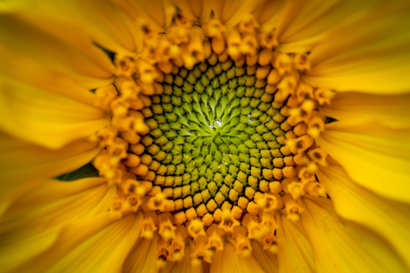The centre of a sunflower showing a beautiful pattern in greens and yellows.