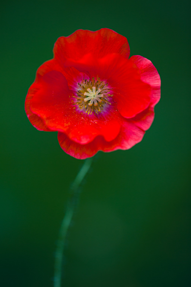 A bright red poppy on a solid green background.