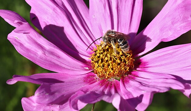 Bee working on a pink Cosmos