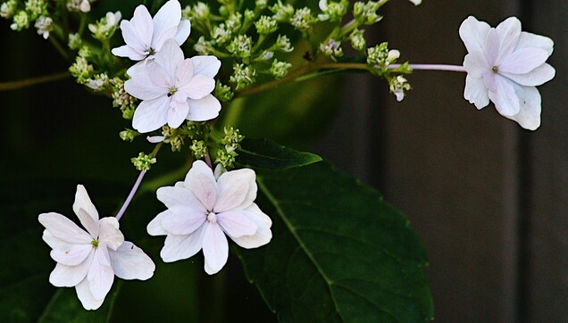 Bigleaf Hydrangea
