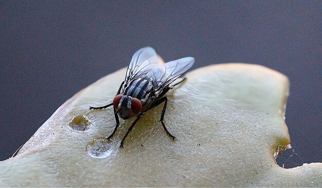 Closeup Red Eye Fly