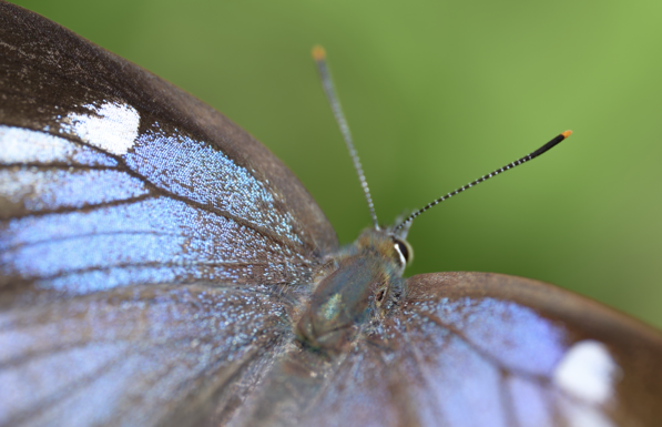 close up